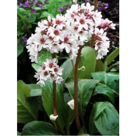Bergénia 'Bressingham White' Godet de 8/9 cm