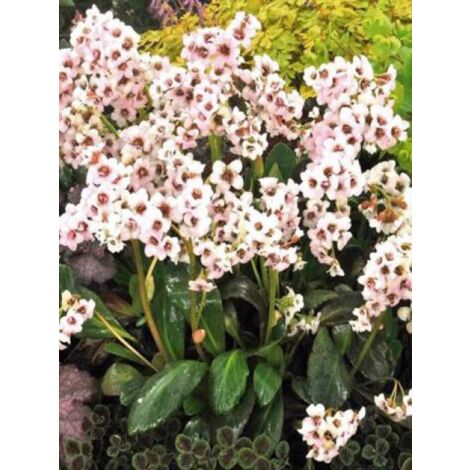 Bergénia 'Dragonfly Angel Kiss' Godet de 8/9 cm