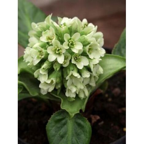Bergénia 'Ice Queen' Godet de 8/9 cm