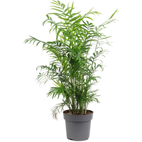 Bergpalme - Chamaedorea elegans