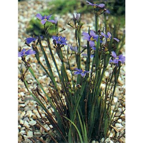 Bermudienne à feuilles étroites Godet de 8/9 cm