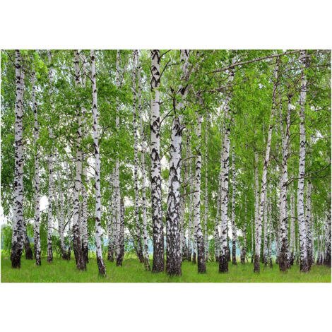 Berry-birch, photo murale intissée, 360x270 cm, 4 parties