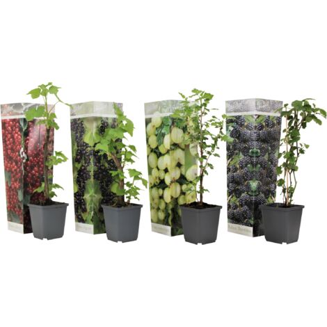 Berry Mix - Mélange de 4 - Plantes de jardin - Pot 9cm - Hauteur 25-40cm