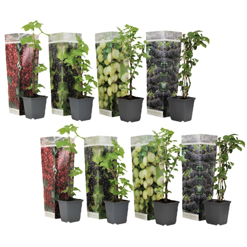 Plant In A Box - Berry Mix - Mélange de 8 - Plantes de jardin - Pot 9cm - Hauteur 25-40cm - Blanc