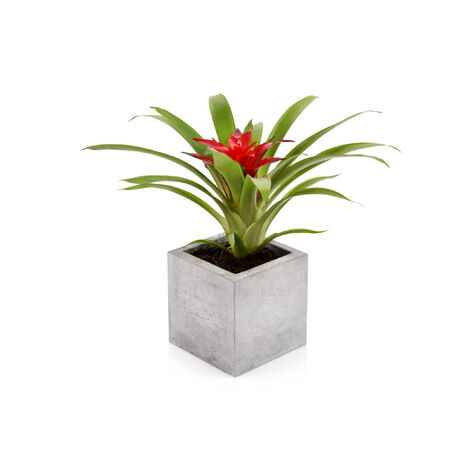 Beske-Manufaktur Beton Blumentopf Pflanztopf Blumenkübel Pflanzgefäß Kubik S 13x13x13 cm