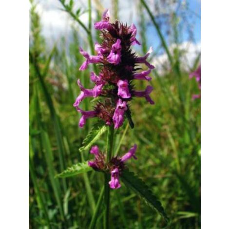Bétoine officinale, Épiaire Godet de 8/9 cm