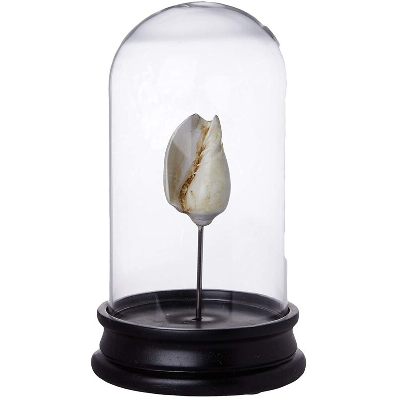 Image of Better & Best - Urna in vetro con piccola conchiglia, con base in legno nero, 12,00x12,00x20,00 cm