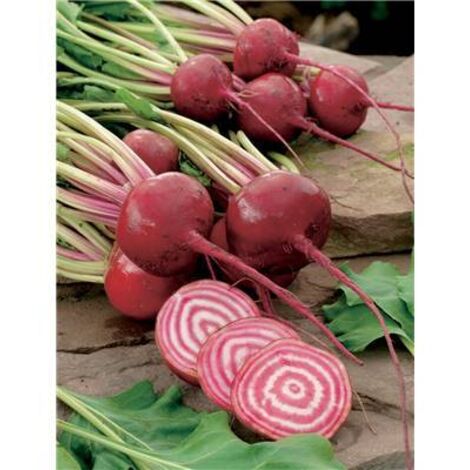 BETTERAVE CHIOGGIA - Graines - 5 G