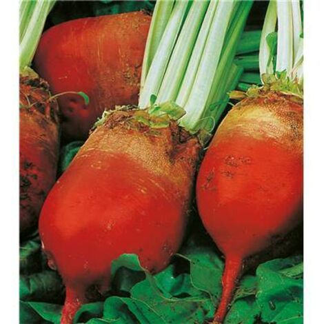 BETTERAVE GEANTE ROUGE - 1 KG - Graines