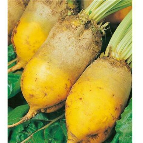 BETTERAVE JAUNE GEANTE DE VAURIAC - 250 G - graines