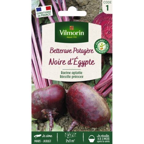 Betterave Potagère Noire Plate d'Egypte Vilmorin