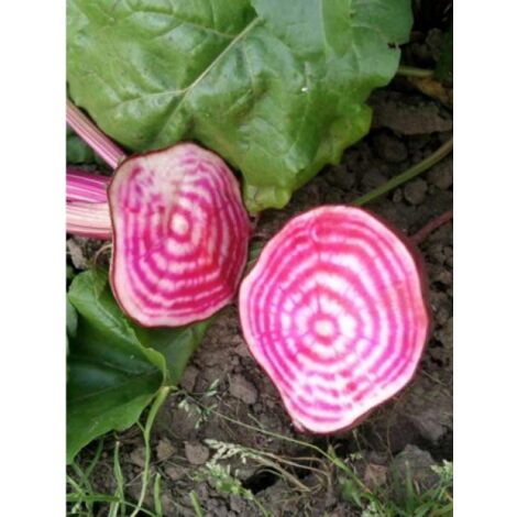 Betterave rouge 'Chioggia' le sachet de 250 graines (6g)