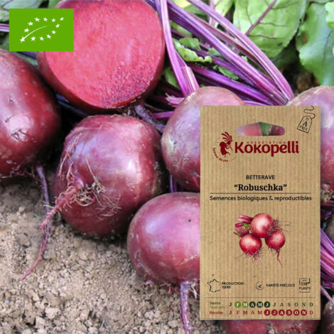 Betterave Rouge Robuschka
