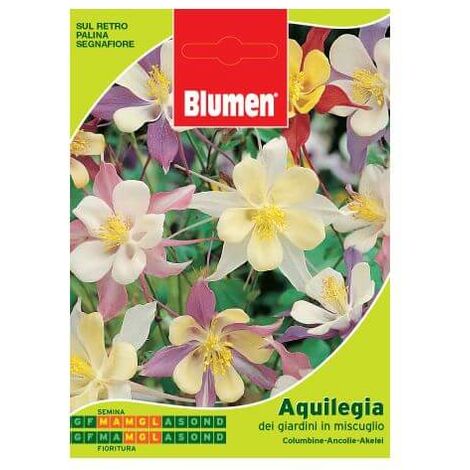 Beutel mit Aquilegia-Samen der Gärten in einer Mischung