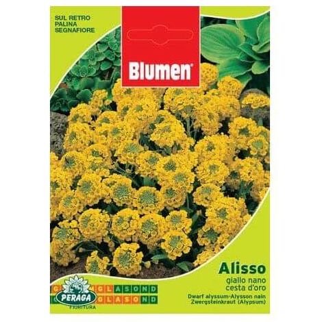 Beutel mit zwerggelben Alisso-Samen Cesta D\'Oro