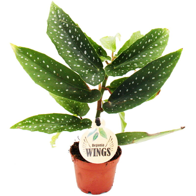 Bégonia aile d'ange - Begonia Angel Wings - feuilles vertes - mini plante en pot de 5.5cm
