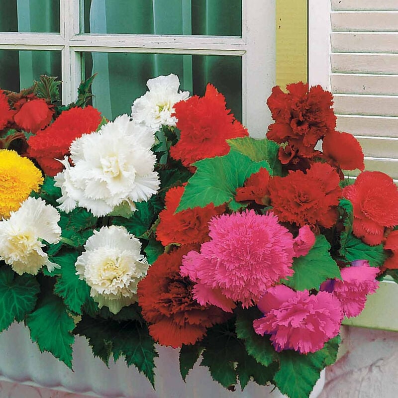 25 Bégonias à grandes fleurs en mélange - Multicolore