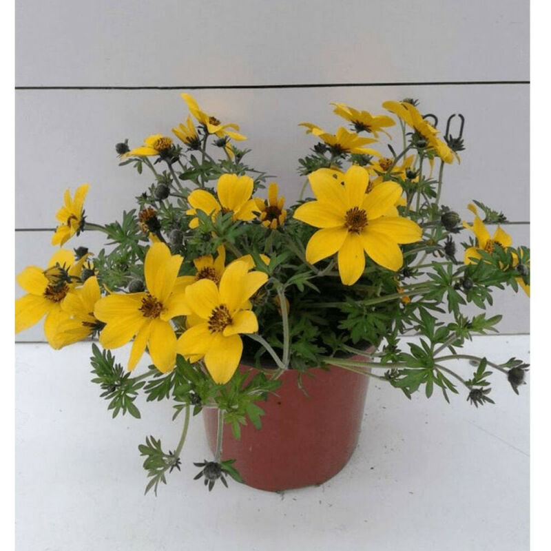 

Bidens Maceta 13 Cm