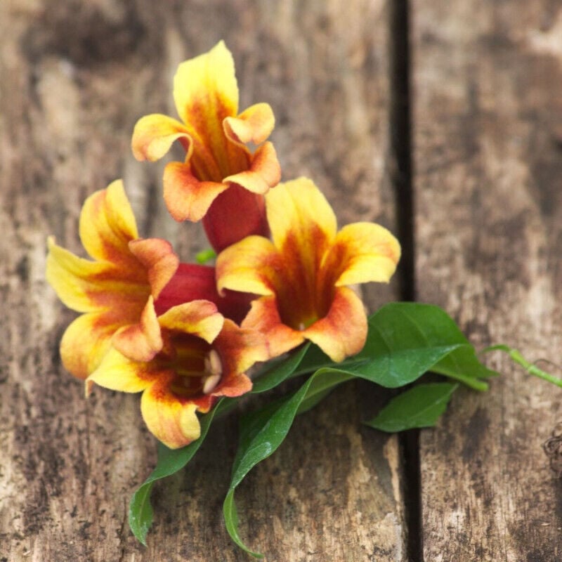 Bignone capreolata/Pot de 3L