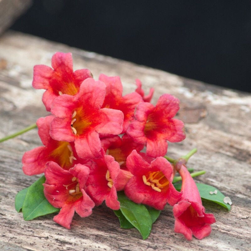 Bignone capreolata Atrosanguinea/Pot de 2L