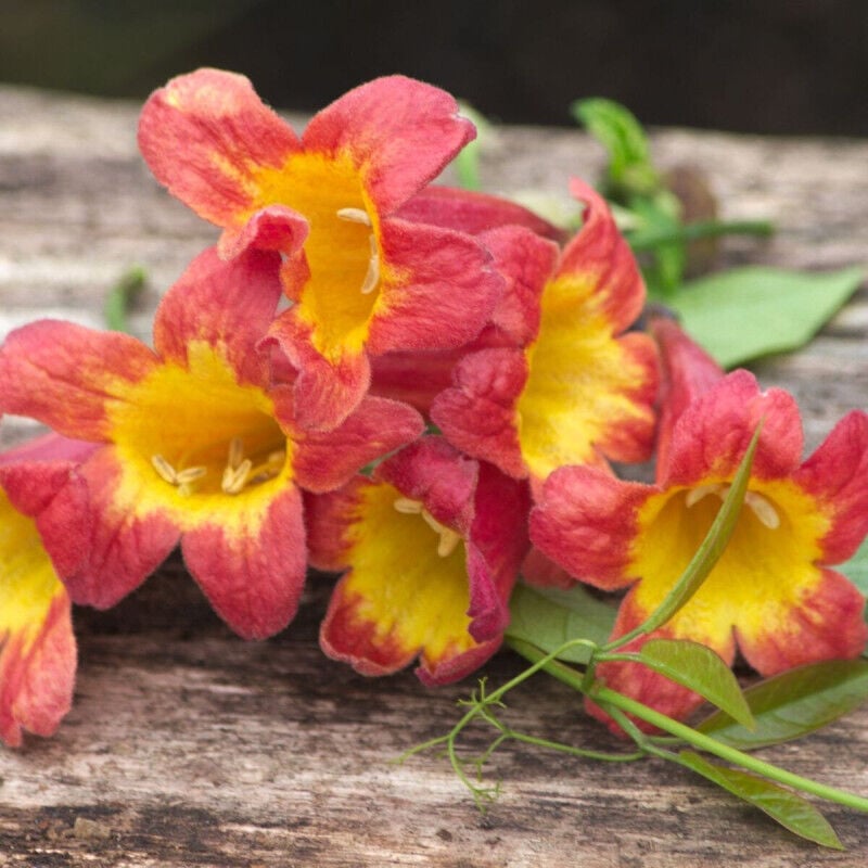 Bignone capreolata Tangerine Beauty/Pot de 2L