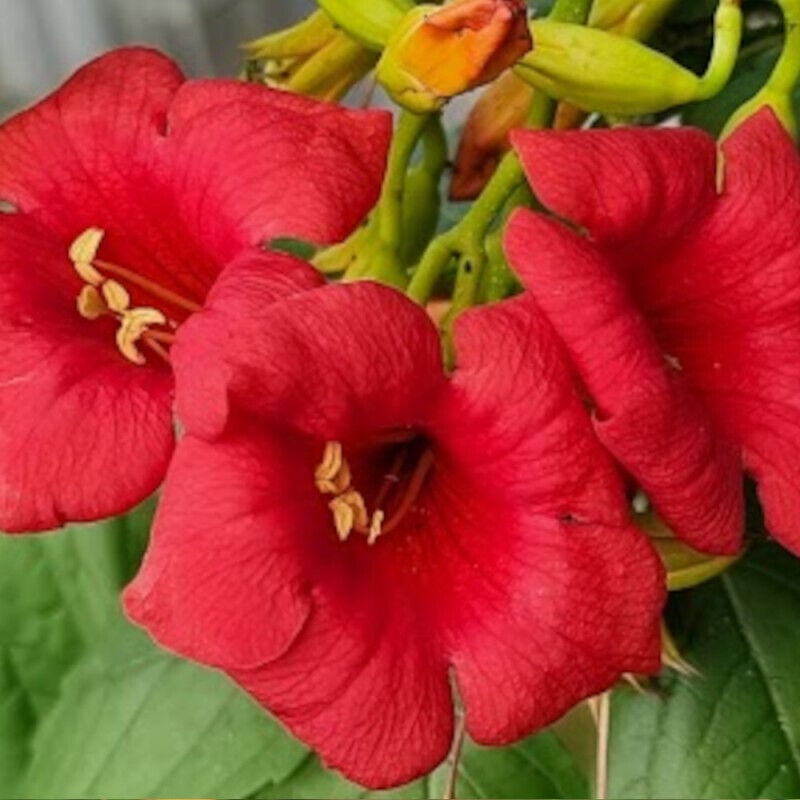 Plantes Avenue - Bignone Ebony & Red® 'Mincamroug13'/Pot de 3L