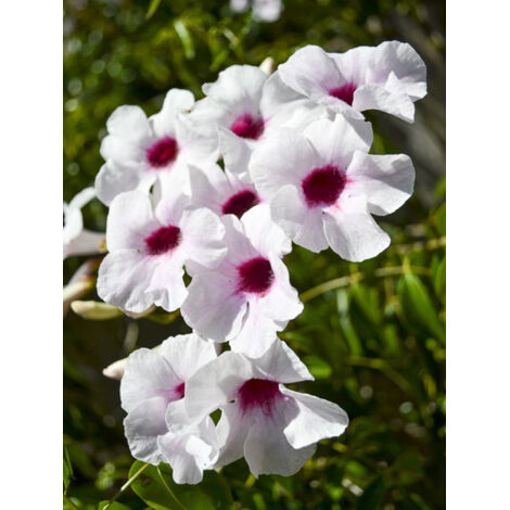 Bignone faux-jasmin 'Blanc' Pot de 2L/3L
