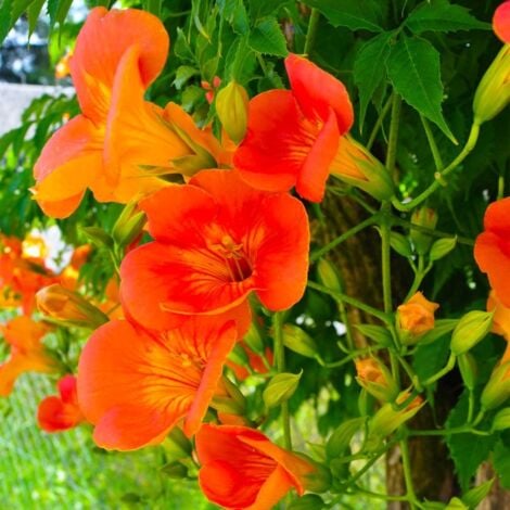 Bignone 'Grandiflora' (Campsis 'Grandiflora') - Conteneur 3L - Taille 20/40cm