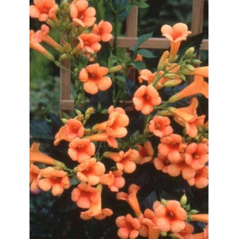 Bignone Indian Summer® 'Kudian' Pot de 2L/3L