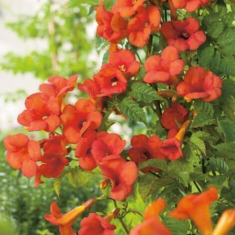 Bignone Madame Galen – Pot 1,3L – Plante grimpante vigoureuse à feuillage caduc – Grandes fleurs trompette rouge orangé – Fabre Graines