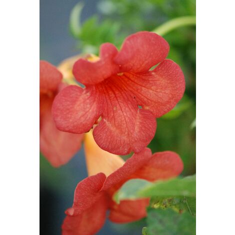 Bignone 'Madame Galen' Taille du pot - Pot de 3 Litres