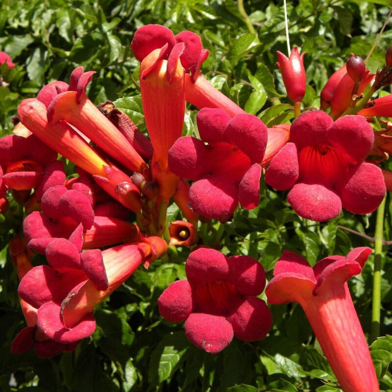 Bignone Atropurpurea/Pot de 3L