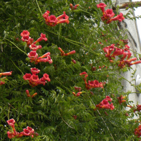 Bignone radicans/Pot de 1L - 30/60 cm