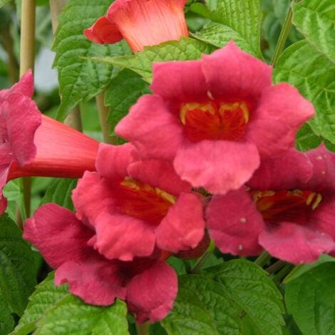 Bignone radicans Stromboli | Pot de 3L - Echelle bambou 60/120 cm