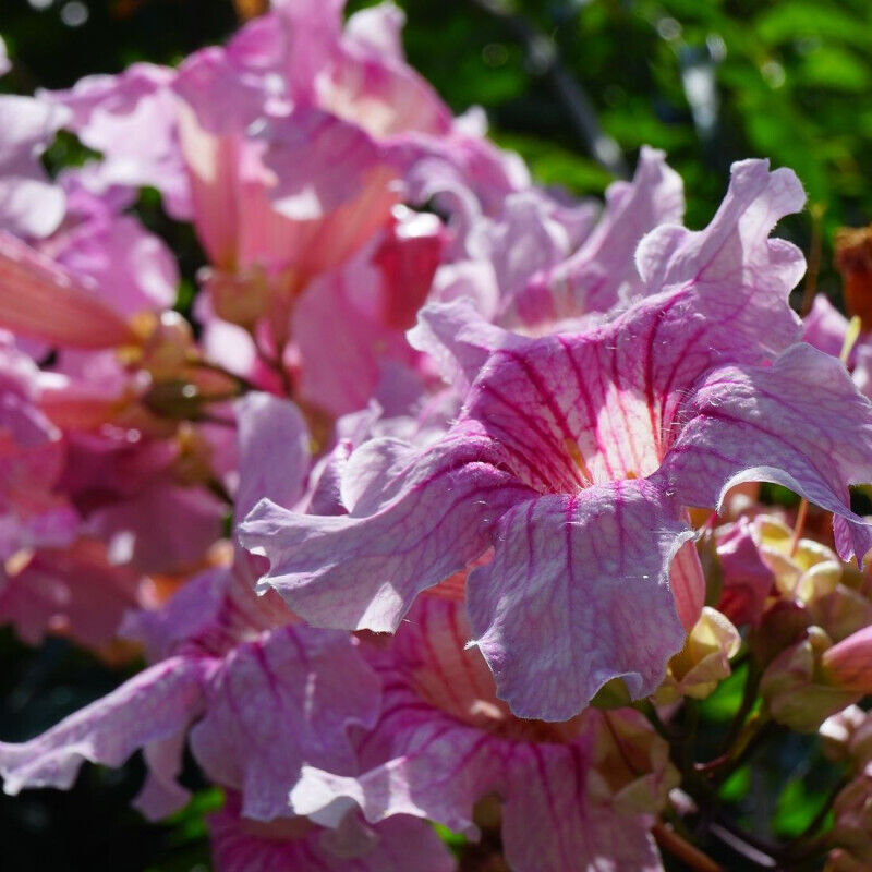 Plantes Avenue - Bignone rose Comtesse Sarah/Pot de 3L