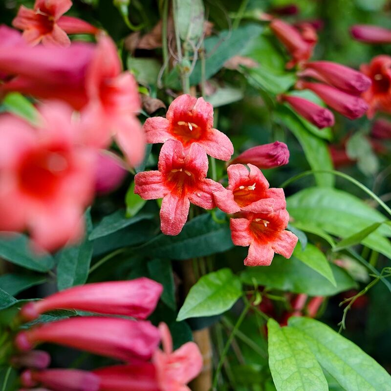Javoy Plantes - Bignone 'Species Red'- bignonia capreolata 3L