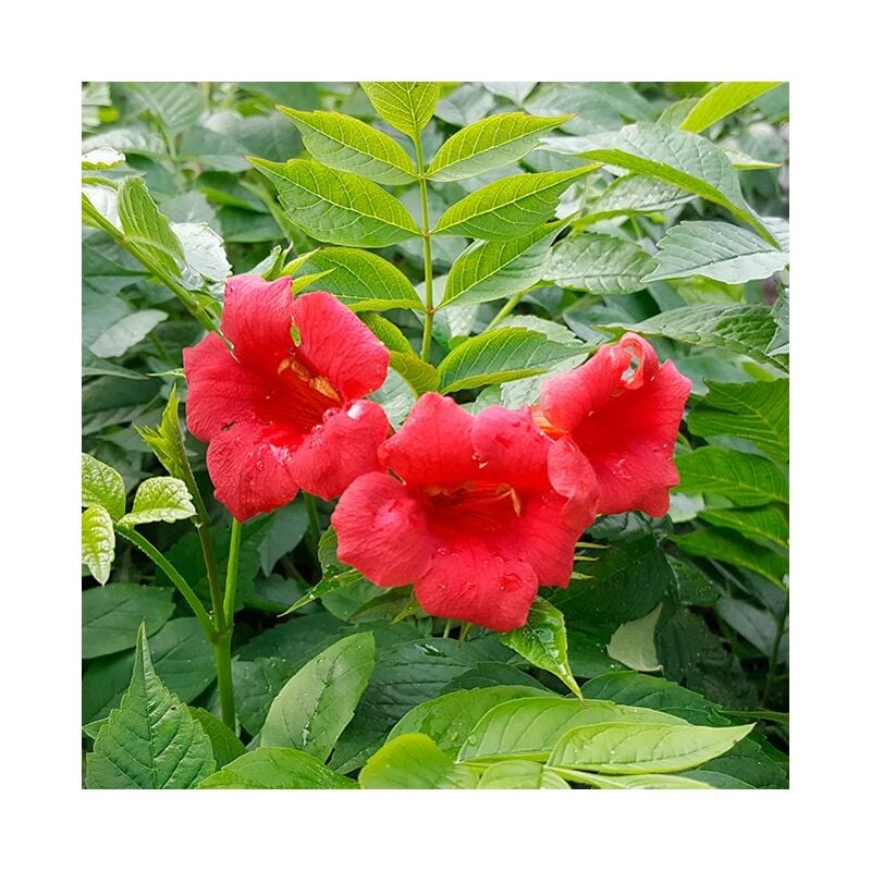 Bignone 'Stromboli' - campsis radicans 3L - 60/90cm