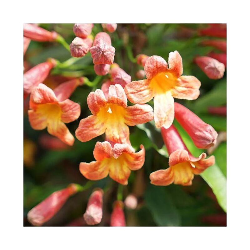 Javoy Plantes - Bignone 'Tangerine Beauty - bignonia capreolata 3L