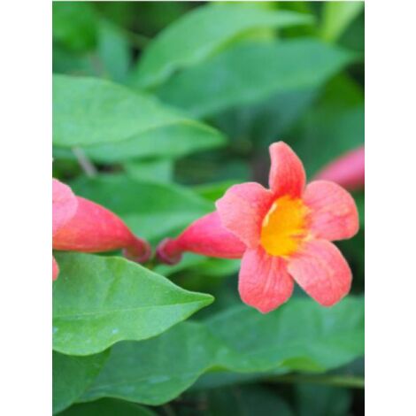 Bignone 'Tangerine Beauty' Pot de 2L/3L