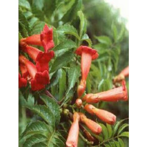 Bignone, Trompette de Virginie 'Flamenco' Pot de 2L/3L