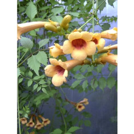 Bignone, Trompette de Virginie 'Judy' Pot de 2L/3L