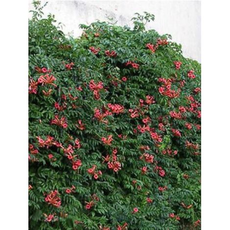 Bignone, Trompette de Virginie Pot de 2L/3L