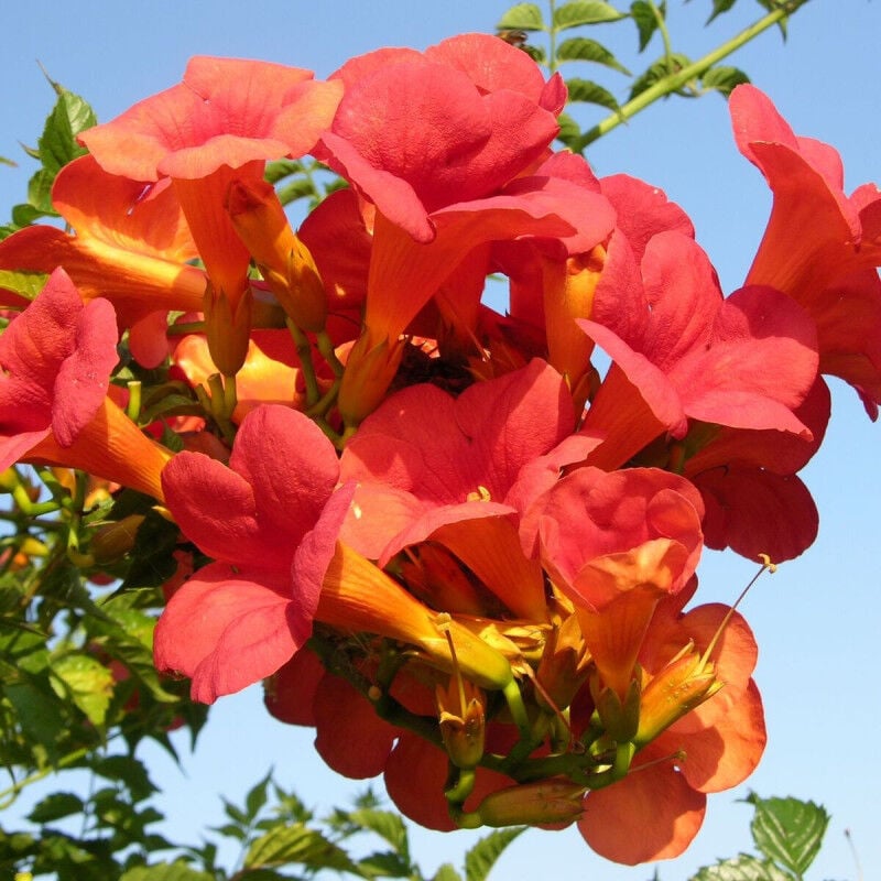 Bignone x tagliabuana Madame Galen/Pot de 3L