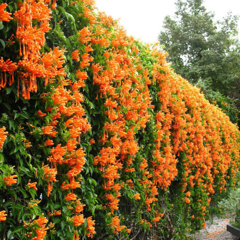 Bignonia "Campsis radicans" pianta in vaso ø18 cm h. 170/200 cm - Varietà: Arancio " Indian summer"