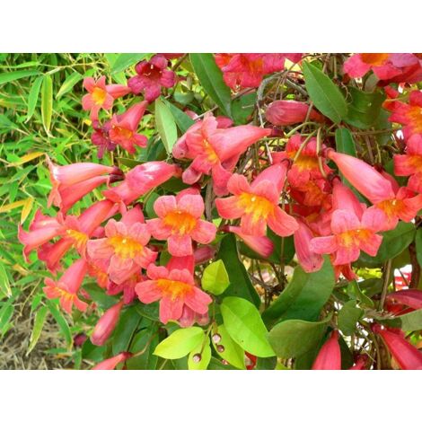 Bignonia Campsis Radicans pot 18cm H 100 cm