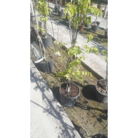 Bignonia Capensis Radicans V21