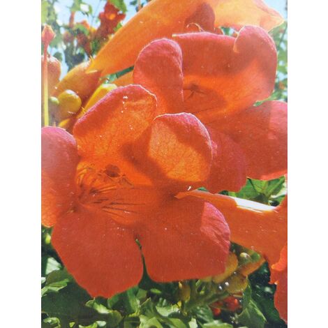 Bignonia Radicans "Flamenco"