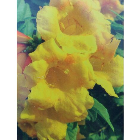 Bignonia Radicans "Flava"