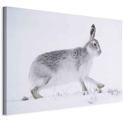 Bild – Hase (1-teilig) breit