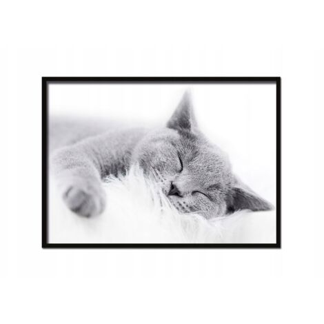 Bild, Poster im Rahmen 53x73 cm Katze P502 horizontal
